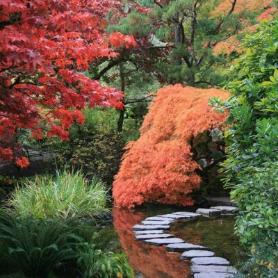 Farbenfrohe Bäume  einzigartige Sträucher und Büsche zeichnen den japanischen Garten aus © Fotolia.com