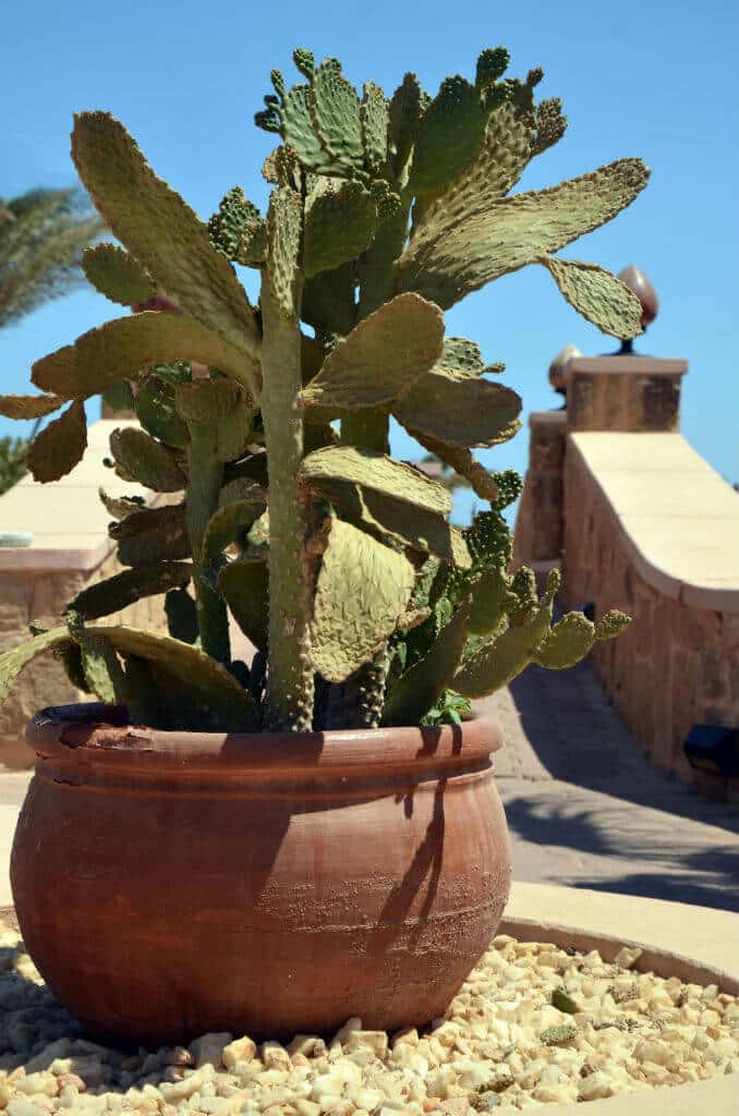Terracotta-Pflanzgefäß mit Kaktus