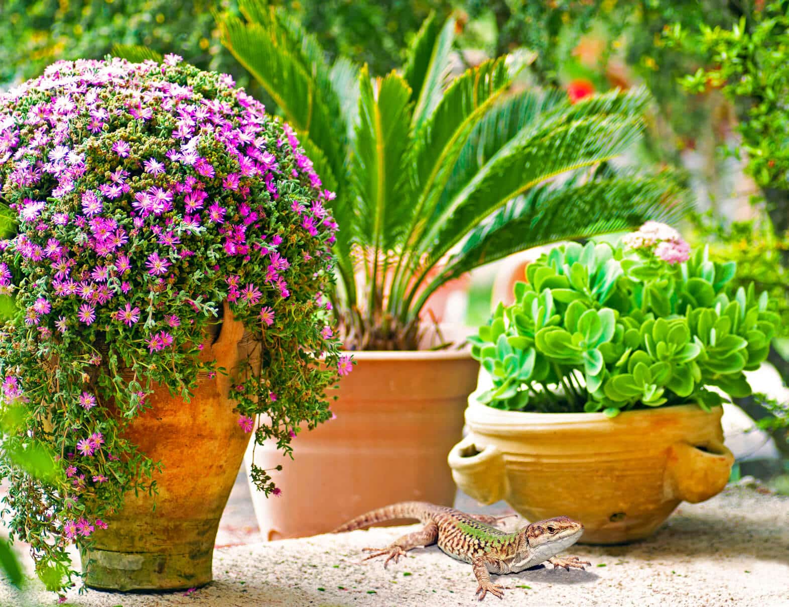 dünger blumenkasten Balkonbox Royal White kaufen main image 0