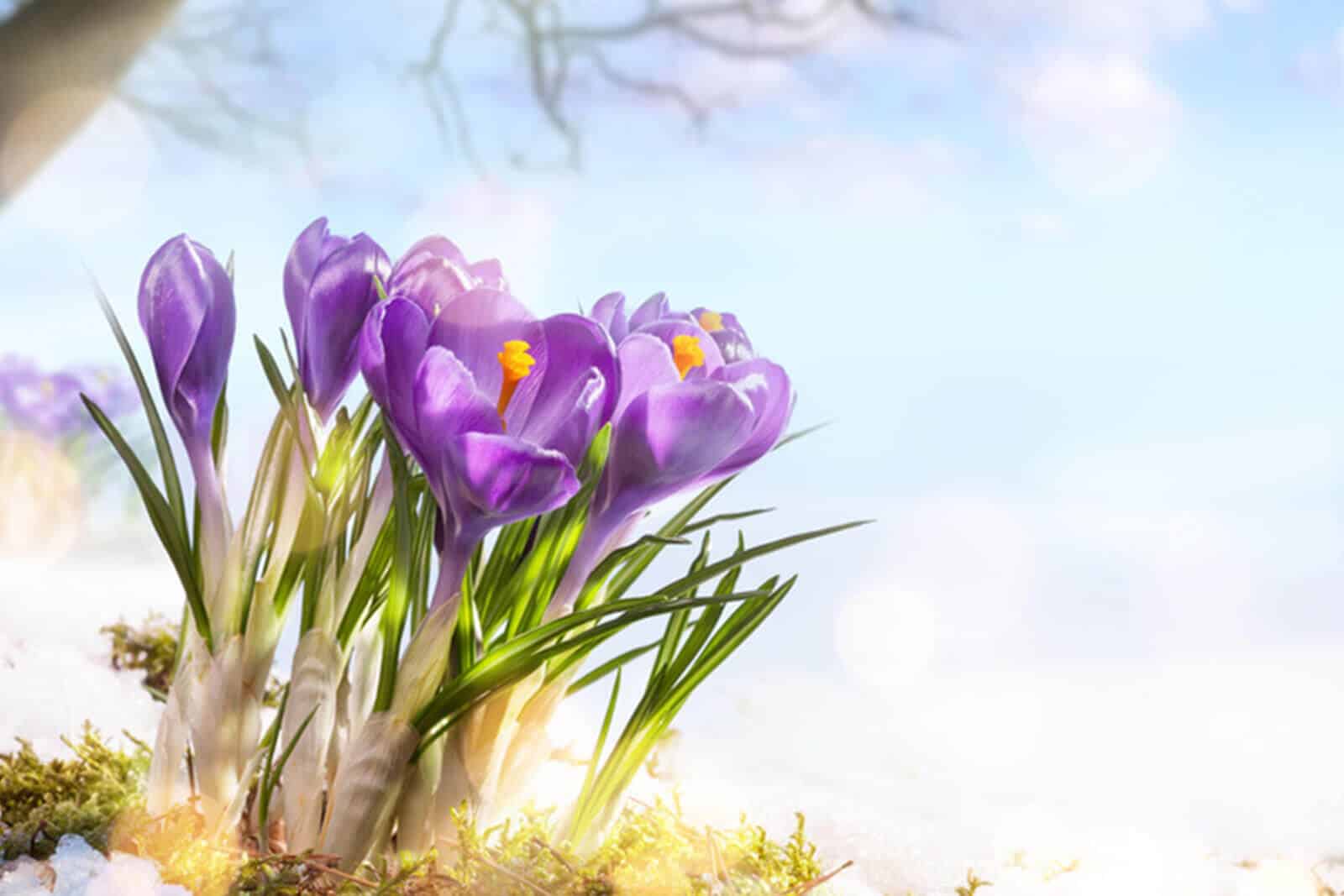 Garten im Frühling vorbereiten: Dekoideen & Pflanztipps für's Gartenjahr