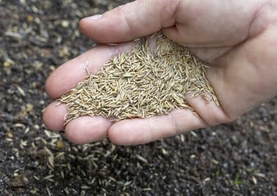 Rasen Aussaat im Frühling für optimale Ergebnisse im Sommer