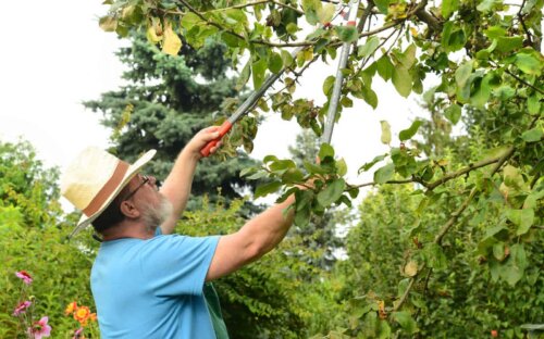 Baumschnitt bei (Obst-) Bäumen: Anleitung  Technik & Zeitpunkt
