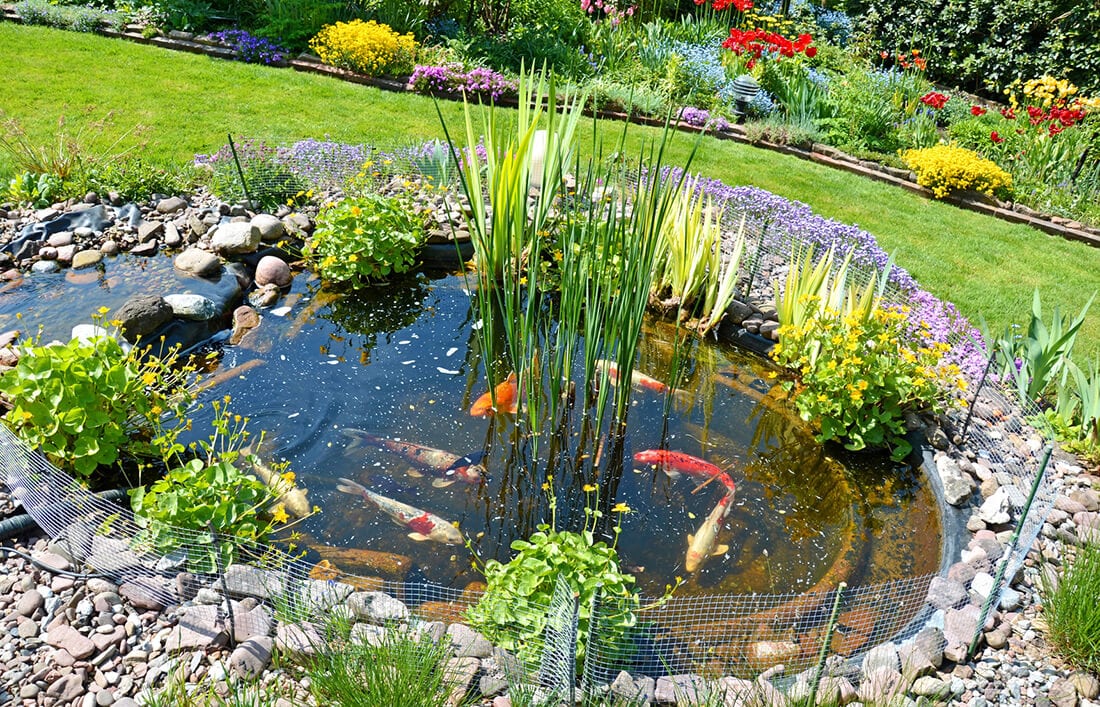 Teichanlage mit Koi-Karpfen im Garten