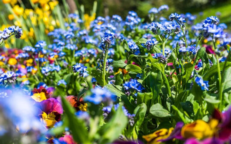 Top-20 Gartenblumen für Frühling  Sommer  Herbst & Winter