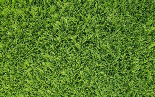 Top-10 Immergrüne Pflanzen