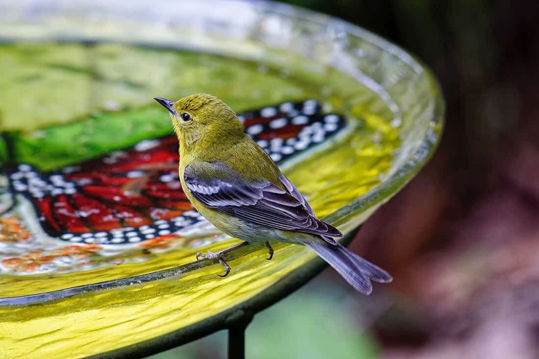 Bunte Vogeltränke aus Glas