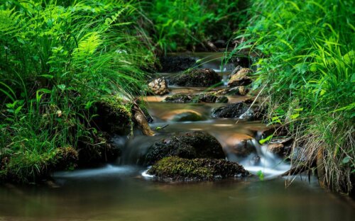 Bachlauf im Garten anlegen – Anleitung & Tipps
