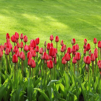 Tulpen und Rasen im Frühjahr