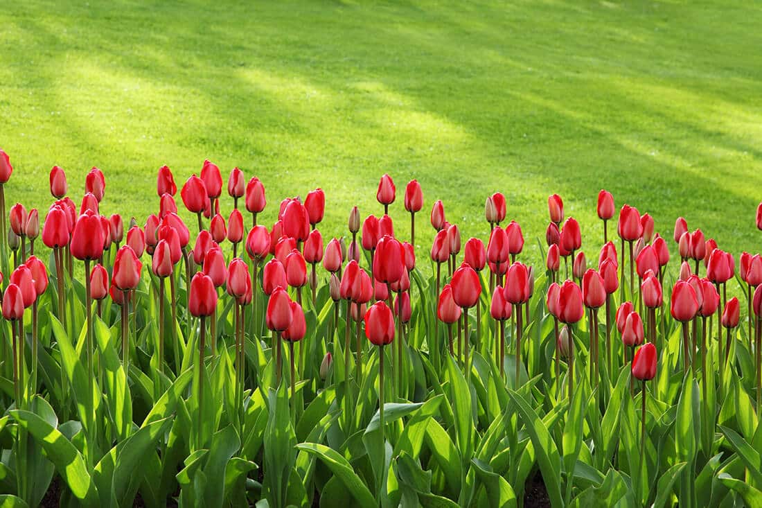 Tulpen und Rasen im Frühjahr