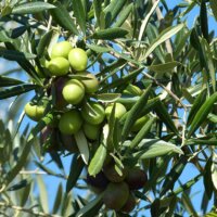 Olivenbäume sind typisch mediterran