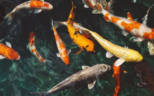 Koiteich selber bauen