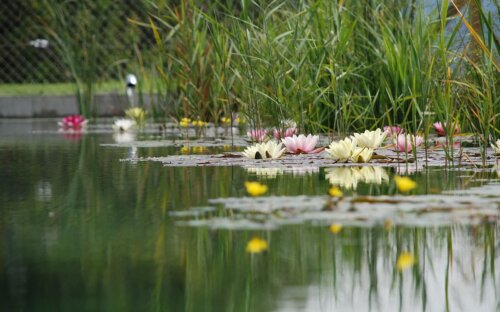 Schwimmteich im Garten selber bauen