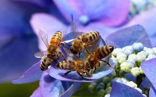 Bienenfreundliche Pflanzen  Blumen & Sträucher