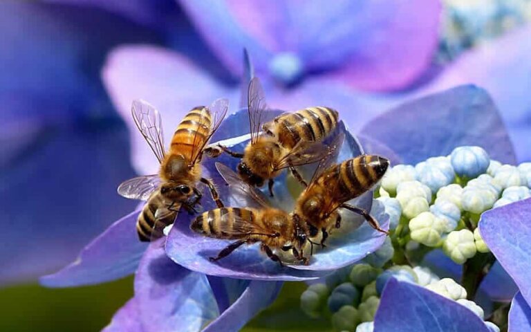Bienenfreundliche Pflanzen  Blumen & Sträucher
