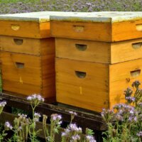 Bienenstöcke sind überlebenswichtig für Bienen.