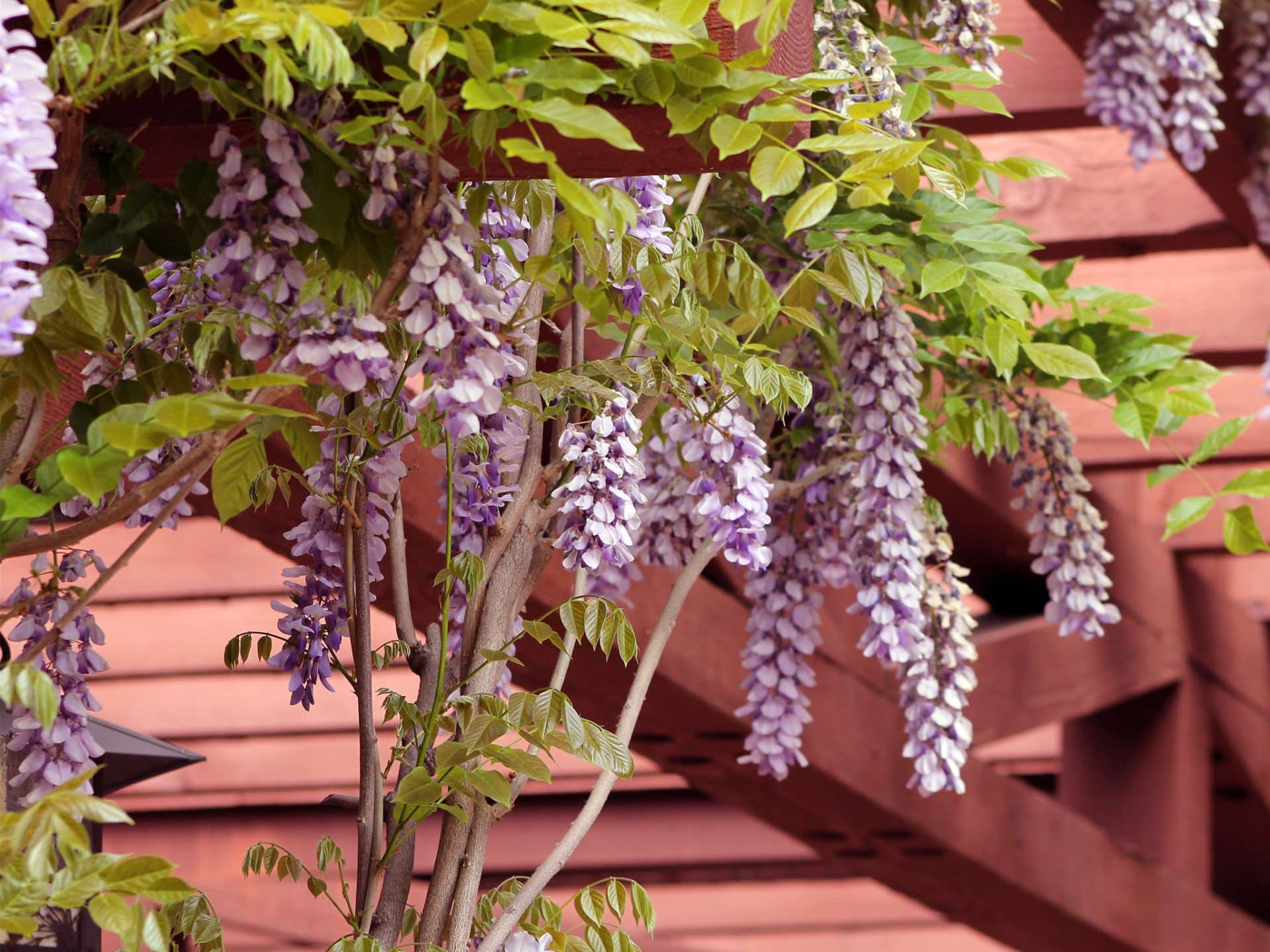 Blauregen mit schönen Blüten als Kletterpflanze für die Pergola © Pixabay.com