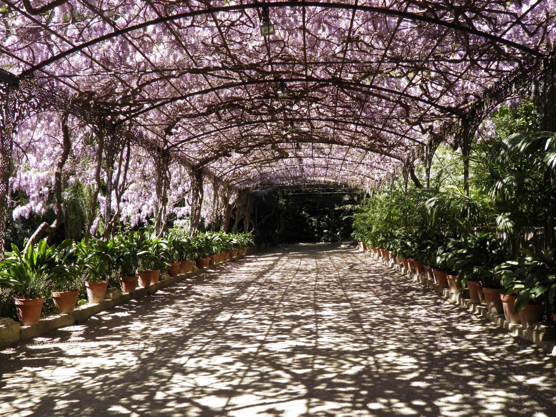 Breiter Laubengang überdacht mit einer Pergola voll Blauregen © Pixabay.com