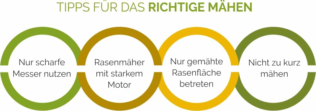 Tipps für das richtige Mähen im Überblick