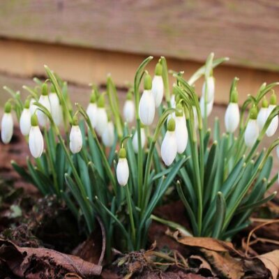 Frühblüher sind Frühlingsboten