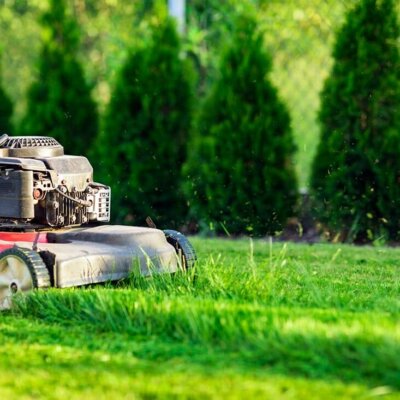 Rasen nicht zu kurz mähen