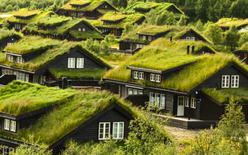 Dachbegrünung (extensiv/intensiv) anlegen