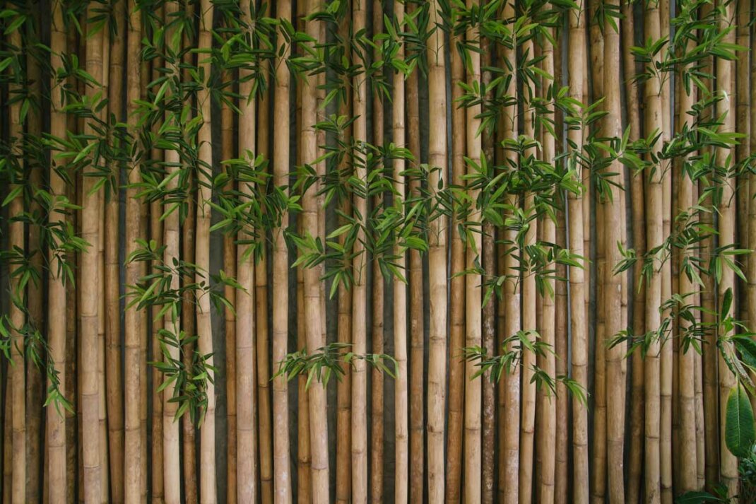Bambus als asiatischer Sichtschutz