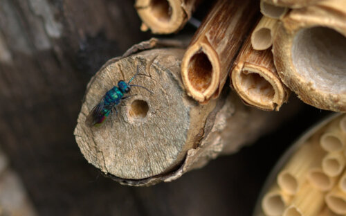 Insektenhotel selber bauen oder kaufen – alle Infos im Überblick