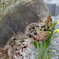 Totes Holz als Insektenhotel