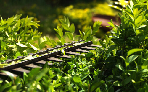 Hecke schneiden – Thuja  Buche  Liguster & Co. im Überblick