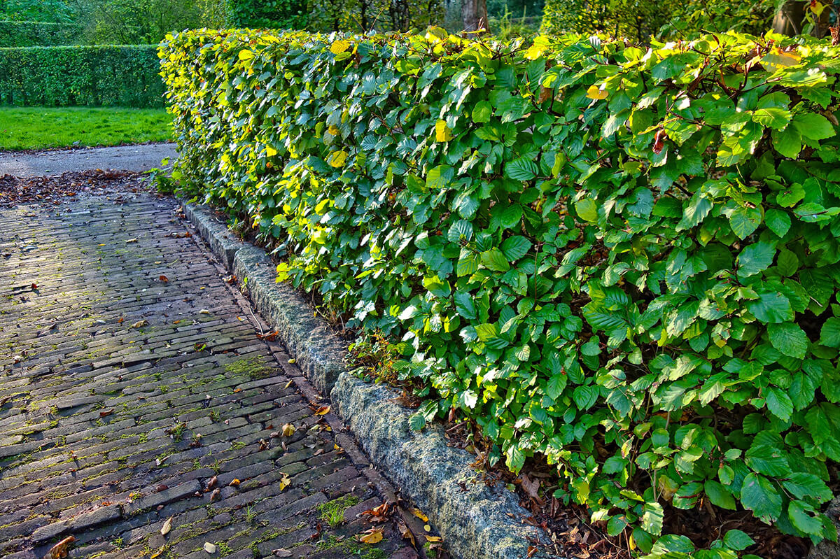 Eine geformte Hecke anlegen und pflegen