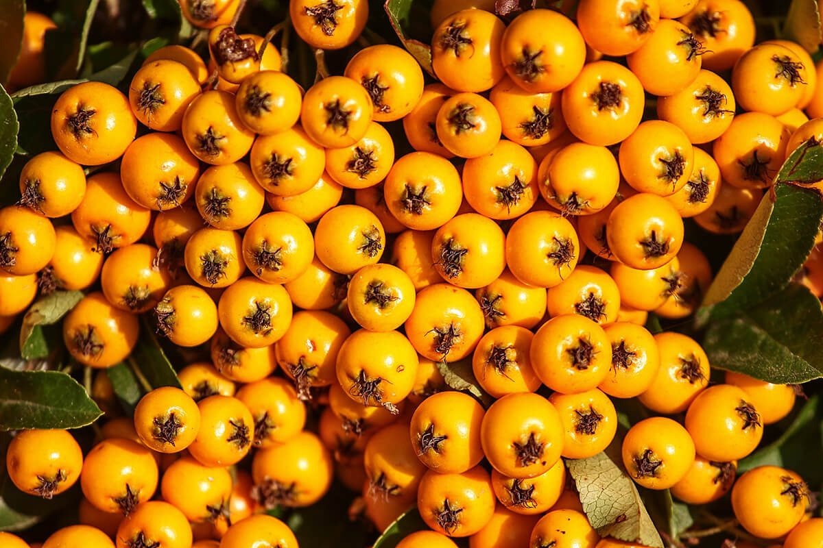 Früchte einer Feuerdorn-Hecke