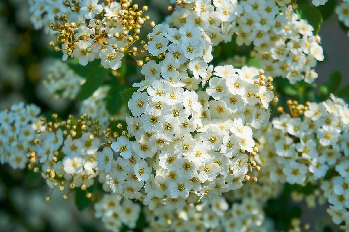 Blühende Prachtspiere als Hecke