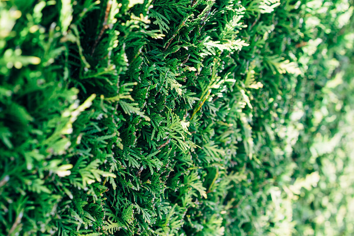 Thuja als immergrüne Heckenpflanze