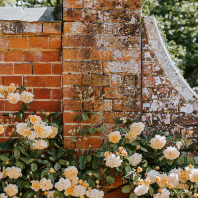 naturgarten-mauer-kletterrosen
