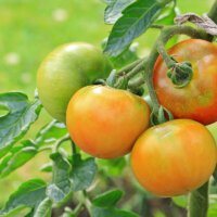 naturgarten-tomatenpflanzen