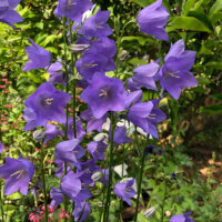staudengarten-glockenblume-lila