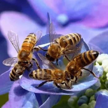 Eine Grafik zu Bienenfreundliche Pflanzen und Blumen