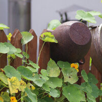 landhausgarten_gartenzaun_kapuzinerkresse