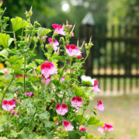 landhausgarten_rosafarbene_staude