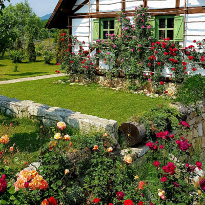 landhausgarten_rosen_kletterpflanzen