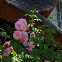 landhausgarten_rosenbusch_rosa