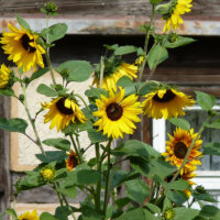 landhausgarten_sonnenblumen