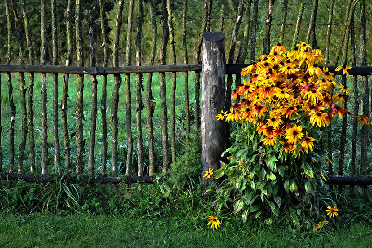 Sonnenhut und Staketenzaun im Landhausgarten