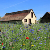landhausgarten_wildblumenwiese