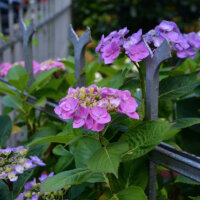 gartenzaun_metall_hortensien