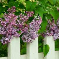 gartenzaun_weiss_flieder