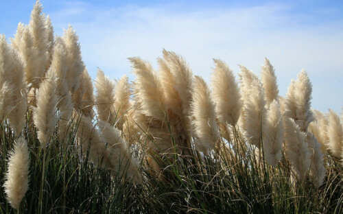 Pampasgras kaufen  pflanzen  pflegen  schneiden & düngen – Top-5 Sorten