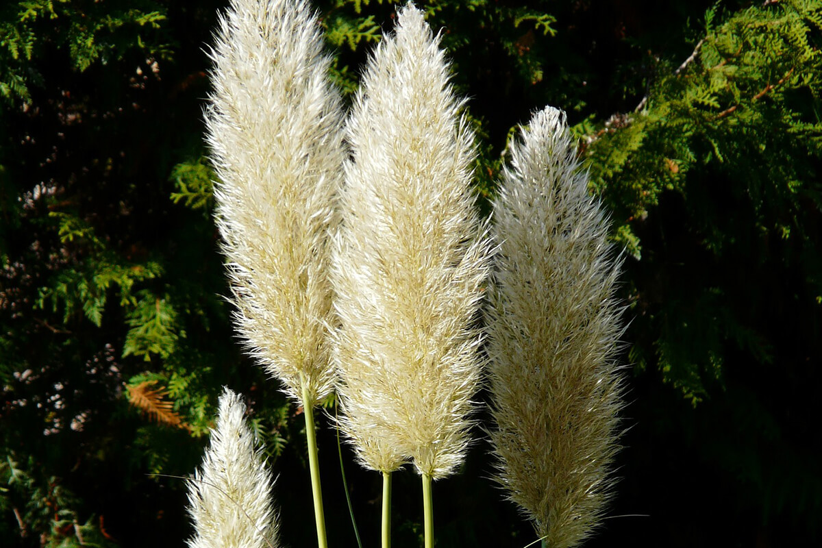 Wedel des Pampasgrases