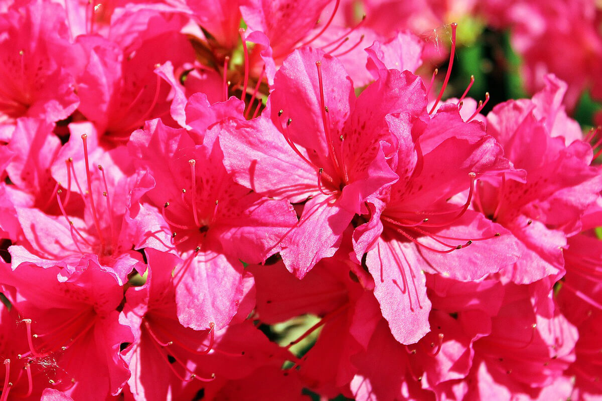 Rhododendron Azalee in Pink