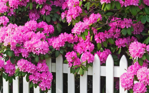 Rhododendron pflanzen  pflegen & schneiden ▷ Top-7 Sorten